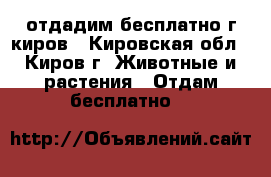 отдадим бесплатно г киров - Кировская обл., Киров г. Животные и растения » Отдам бесплатно   